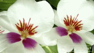 Фаленопсис (Орхідея)