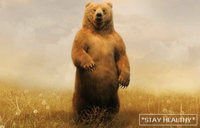 До чого сниться ведмідь