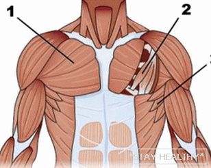 анатомія грудных мышц