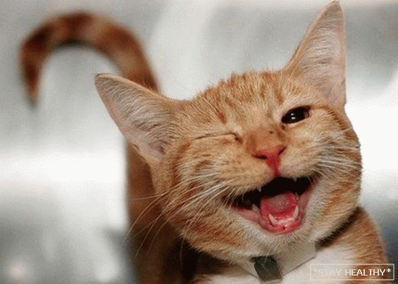Як кішки висловлюють емоції і які саме