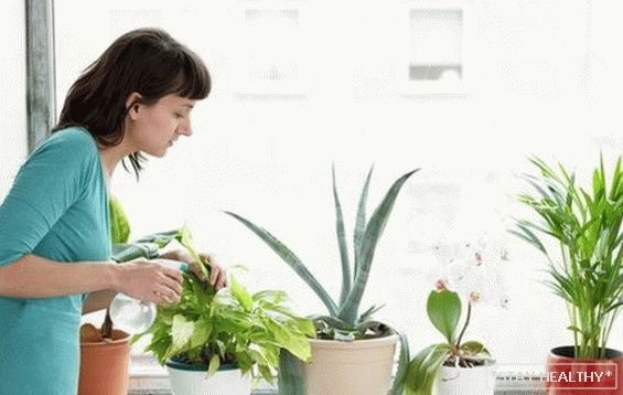 Прості кімнатні рослини захищають від застуди і грипу