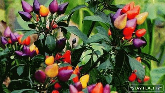 Найкрасивіші, незвичайні і барвисті сорти овочів для садівників