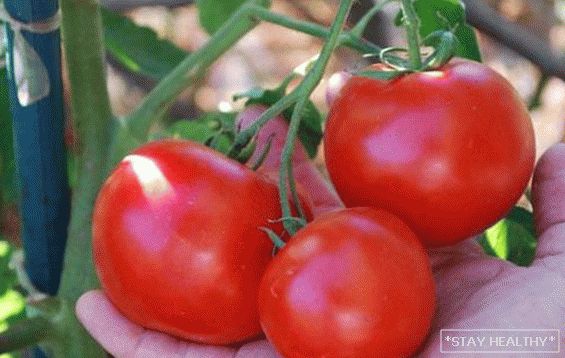 Томат «Червона шапочка»: опис,характеристика і агротехніка. Доомплексний догляд за сортом томата "Червона Шапочка"